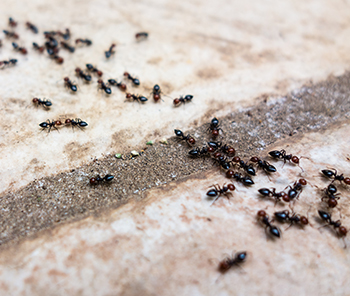ant infestation around house